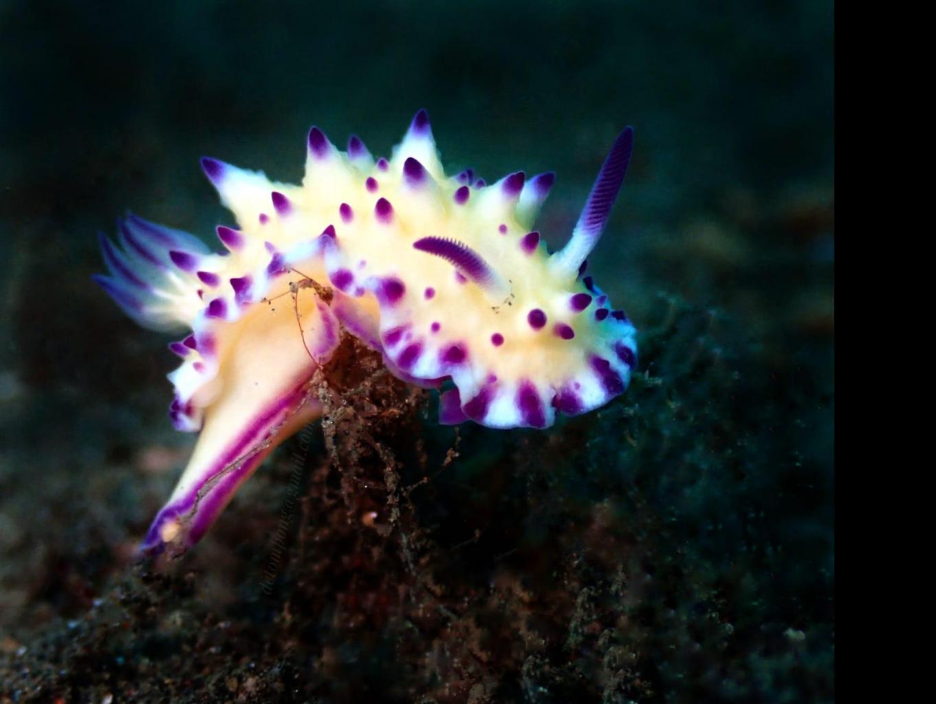 atraksi wisata